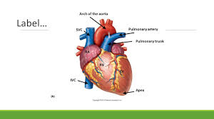 The apex of the heart is the lowest superficial part of the heart. Heart And Mediastinum Ppt Video Online Download