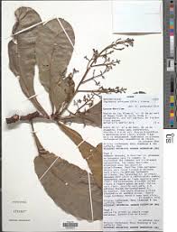 Image result for Sorindeia winkleri