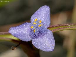 Image result for Cyanotis axillaris