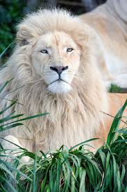 White Lion | Discover & Experience Wildlife Today — National Zoo & Aquarium