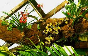 The most important things you need to know all about growing orchids. Misting Orchids Just Add Ice Stupid Idea Exotic Rainforest Rare Tropical Plants