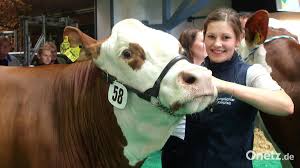 Milcherzeuger befürchten weiteren Rückgang bei den Betrieben