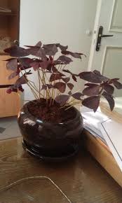 Place the rooted cutting just ½ inch below the top of the soil. False Shamrock Plant Oxalis Triangularis Growing And Care Instructions