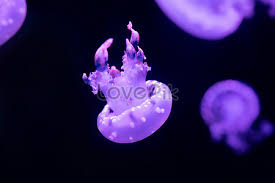 Ular laut adalah kelompok reptil yang sangat khusus yang beradaptasi sempurna dengan kehidupan laut, dan beberapa dari mereka pernah datang ke darat. 330000 Hidupan Laut Kartun Gambar Unduh Gratis My Lovepik Com