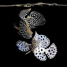 I don't know, but i cracked it with my left thumb next. Marine Betta Or Comet In Black Panther Grouper In White Excellent Contrast Underwater Life Beautiful Fish Sea Creatures