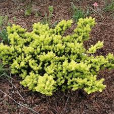 We did not find results for: Taxus Cuspidata Nana Aurescens Yew From Garden Center Marketing