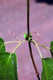 Image result for Bignoniaceae