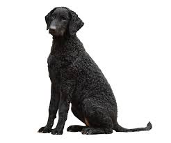 Image result for curly coated retrívr