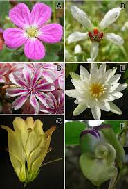 Correctly combining the colors of flowers, you can create a work of art! Examples Of Flowers To Illustrate Different Floral Formulae A Flower Download Scientific Diagram
