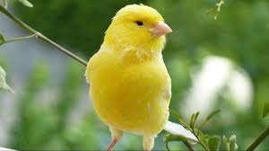 Canario Da Terra O Que Come Canary Singing Serinus Canaria Our Tweety S Favourite Canary Birds Canary Singing Pet Birds