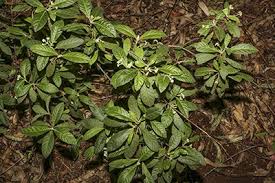 Image result for Psychotria hypsophila