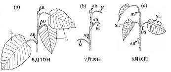 Https Www Hro Or Jp List Forest Research Fri Kanko Kenpo Pdf Kenpo48 1 Pdf