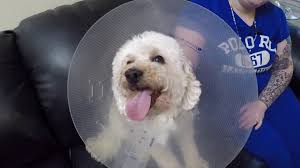 We are a full service pet store, supplying foods & supplies for cats, dogs, small animals, pet. Dog Dies During Nail Trim 4 Petsmart Employees Charged Peta