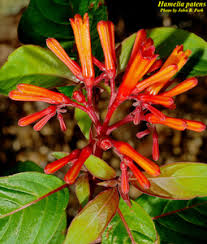 Image result for Hamelia patens