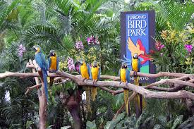 The jurong bird park is asia's largest bird park with over 400 species of birds which sum up to a total of about 5000 birds adding color and life to the area. Jurong Bird Park In Singapore Singapore Attractions