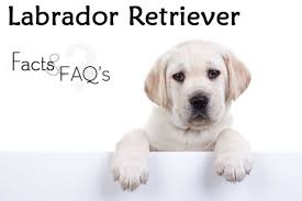 Labrador Retriever Facts And Faqs