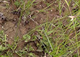 Image result for Gladiolus permeabilis