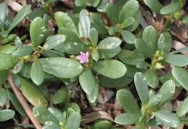 Image result for Sesuvium portulacastrum