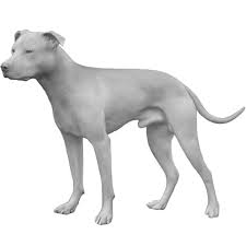 Holly the white pit bull. American Pit Bull Terriers Dog Breed Info Photos Common Names And More Embarkvet
