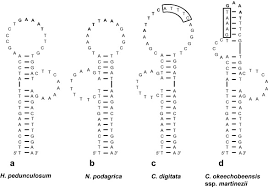 Image result for Raphidiocystis phyllocalyx