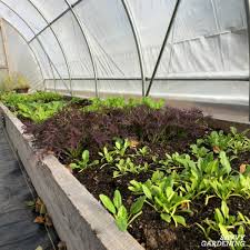 Once your indoor greenhouse is set up in a good location, it's time to begin planting your seeds. A Winter Greenhouse How To Harvest Vegetables All Winter