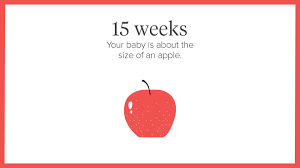 Week 15 starts on day 105 and goes up to day 112. 15 Weeks Pregnant Symptoms Tips And More