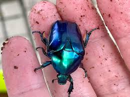 Image result for Kotschya speciosa