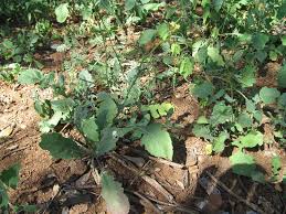 Image result for Erucastrum