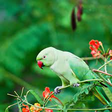 Check spelling or type a new query. Indian Ringneck Parakeet Full Profile History And Care