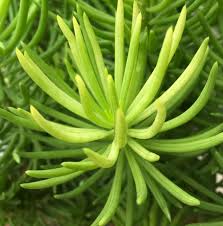 Image result for Senecio barbertonicus