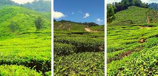 Maybe you would like to learn more about one of these? 35 Tempat Menarik Di Cameron Highland Edisi 2021 Yg Popular