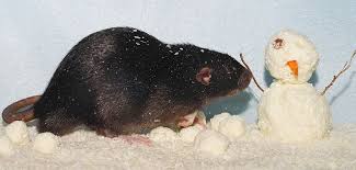 Lalu bagaimana cara membuat ramuan cuka agar dapat mengusir tikus sehingga tidak kembali lagi? Cara Membasmi Tikus Di Dapur Rumah Anda Fumida