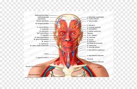 Mar 10, 2021 · parts of a throat. Head And Neck Anatomy Human Body Organ Artery Face Hand Head Png Pngwing