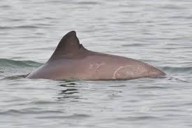 Sebastiaan koreman (cc by 3.0). Bruinvis Willemien Leeft Niet Meer Animals Today