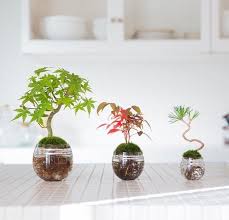 You Can Literally Never Overwater These Gorgeous Aquascaped Gardens Bonsai Plants Hydroponic Gardening Bonsai Styles