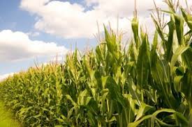 This book describes the growth and development of the maize plant from germination to grain filling. Bumper Chinese Maize Crop To Have Bearish Impact On Global Feed Grain Market