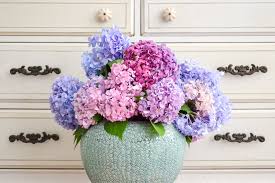 This was because while hydrangeas produce spectacular flowers, they rarely, if ever, produce seeds. Faqs About Hydrangeas How To Grow Hydrangeas Ugly Ducking House