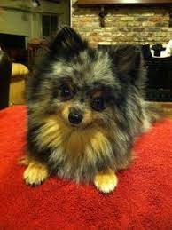 Wendy O Thewendylady72 - Profile Pinterest