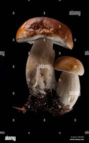Image result for Pachylobus edulis