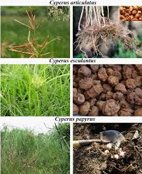 Image result for Cyperus maculatus