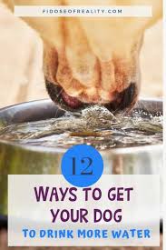 Do dogs need water at night? My Dog Won T Drink Water 10 Easy To Follow Tips Fidose Of Reality