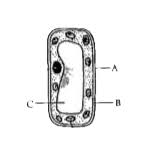 Check spelling or type a new query. The Diagram Given Below Shows A Few Parts Of A Cell Br Img