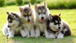 4 Things To Know About Siberian Husky Puppies Greenfield Puppies Husky Puppy Siberian Husky Husky Puppies For Sale