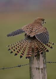 Birds And Baking Beautiful Birds Birds Raptors Bird