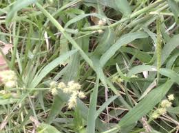 From bittercress and broadleaf dock to woodsorrel and yellow thistle, northern alabama is full of weeds. How To Get Rid Of Sticker Weeds From Your Yard Insightweeds