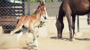 What are famous hindu names in pakistan? 7 Fascinating Facts About The Horse Breeds Of India