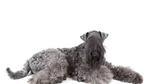 Kerry blue terrier dogs and puppies for sale in the uk pets4homes found 0 kerry blue terrier dogs and puppies for sale in the uk. Kerry Blue Terrier Dog Breed Information Purina