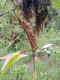 Image result for Hymenodictyon parvifolium