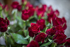 Ordina la tua Rosa di Santa Rita - Santa Rita