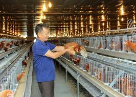 Bí kíp tiết kiệm chi phí và tối ưu hóa lợi nhuận với quy trình chăn nuôi gà  đẻ trứng - Vietstock Expo and Forum
